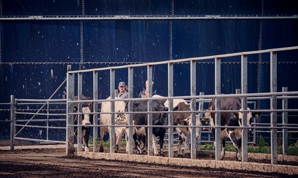 Dairy cows being moved through handling system.